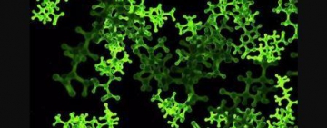 Les scientifiques savent enfin pourquoi toute vie sur Terre est composée des mêmes 20 acides aminés